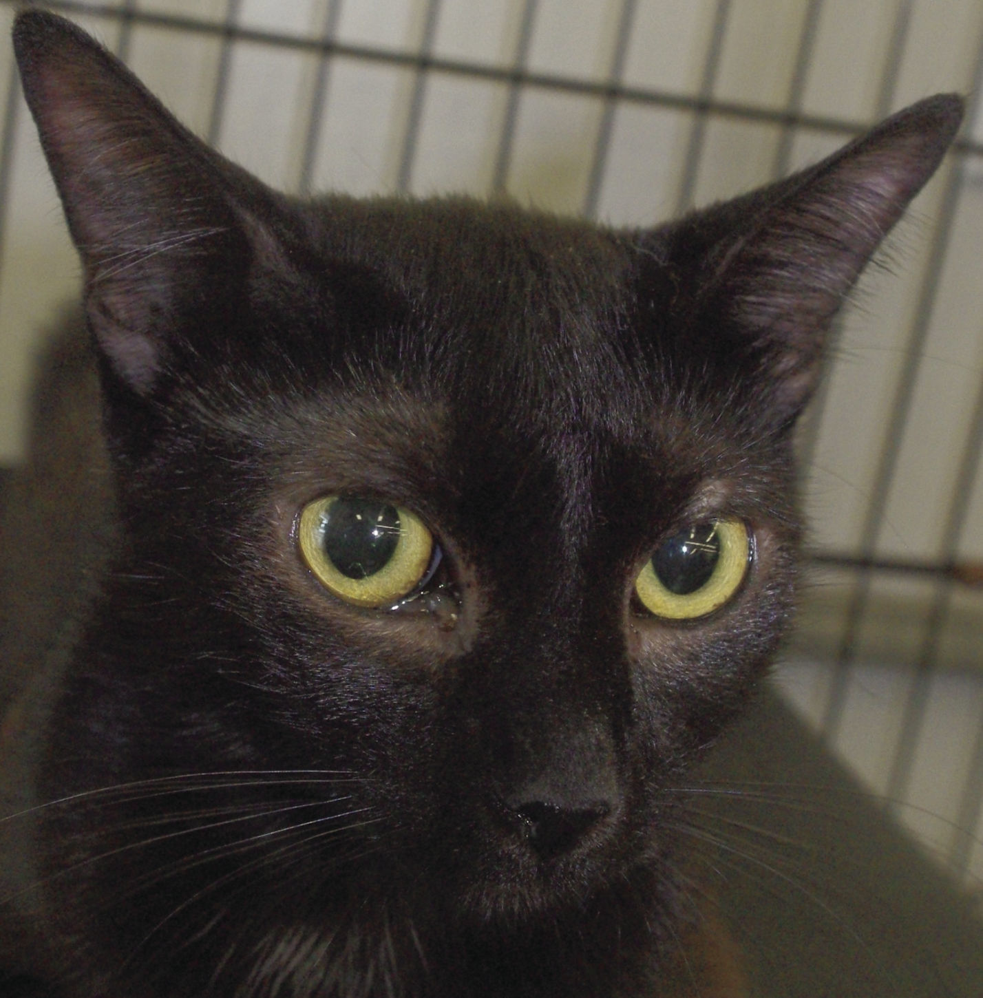 Pets of the Week: Mamma Mia